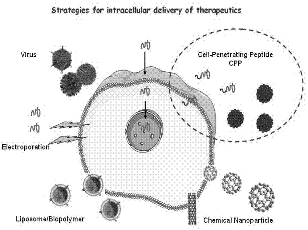 Cell permeable peptide hPP3 and usage thereof