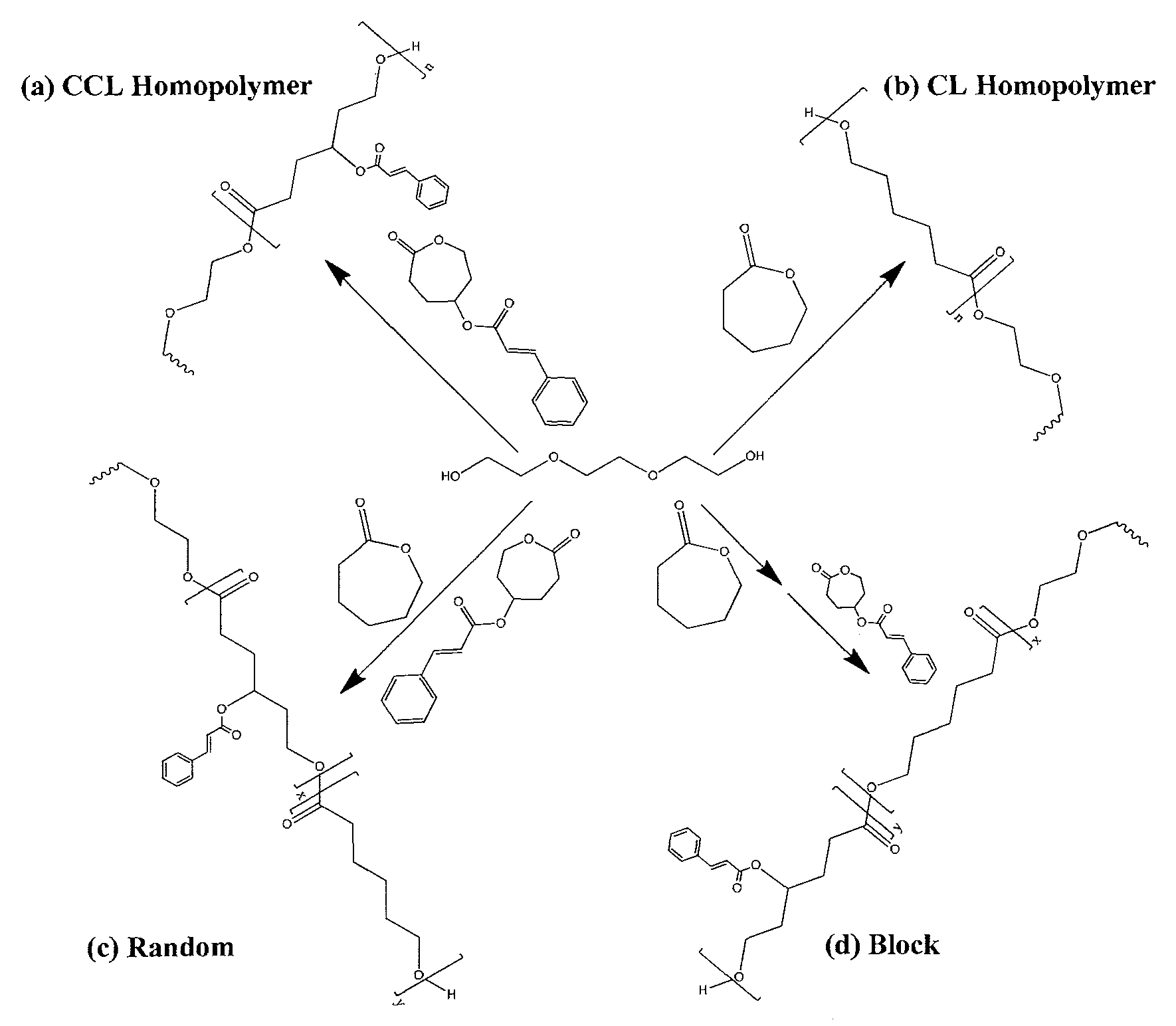 Biodegradable shape memory polymer