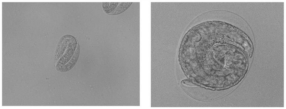 Identification method and application of eggs of Haemonchus contortus