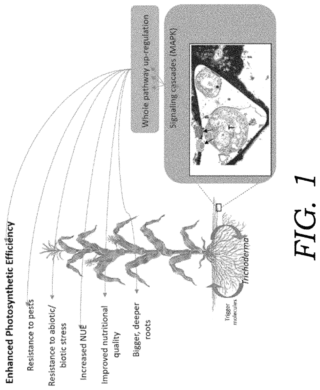 Endophytic microbial seed treatment formulations and methods related thereto for improved plant performance