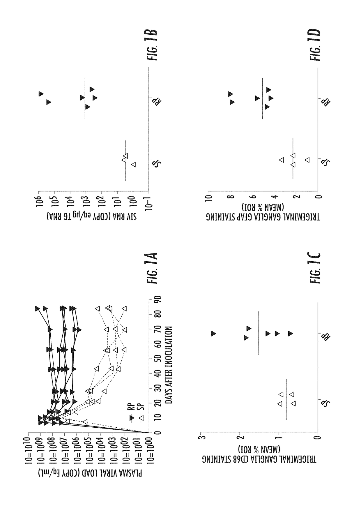 Automated methods to count corneal subbasal nerves