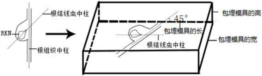 Method for effectively observing tomato root knot giant cell paraffin section