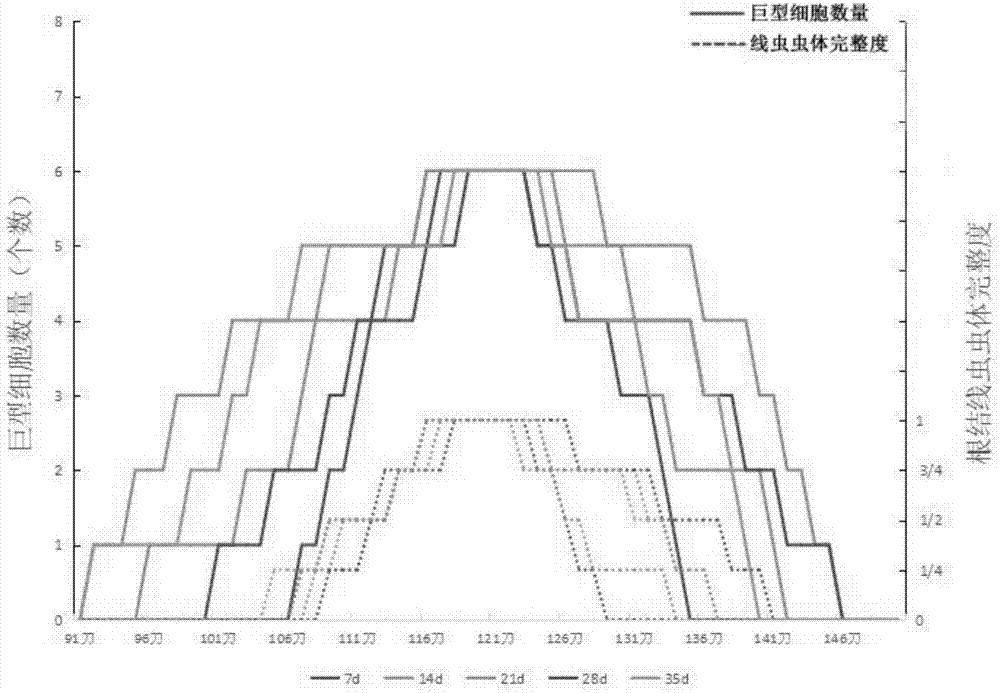 Method for effectively observing tomato root knot giant cell paraffin section