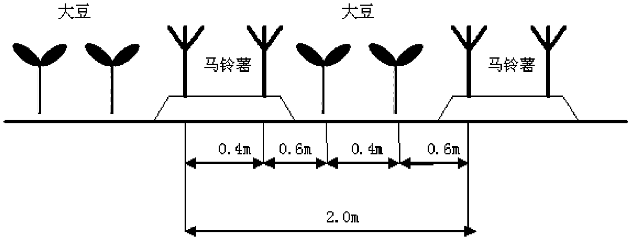 Fertilization method for potato and bean intercropping