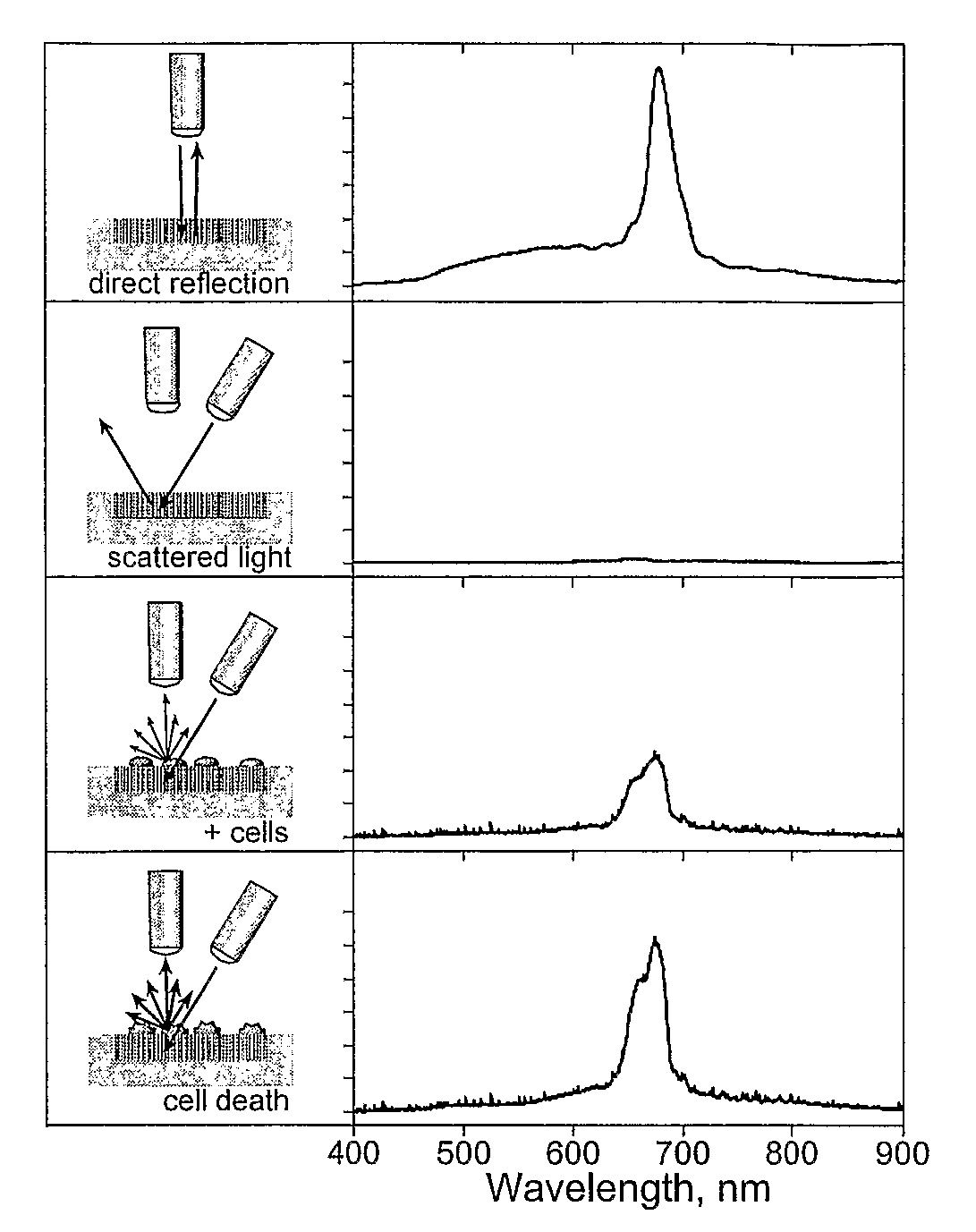 Porous Photonic Crystal with Light Scattering Domains and Methods of Synthesis and Use Thereof