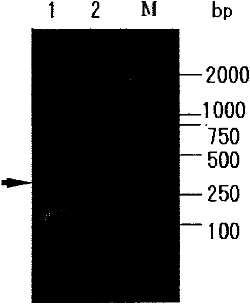 Apis cerana royal jelly antibacterial peptide AccRoyalisin gene and encoded polypeptide thereof and application thereof