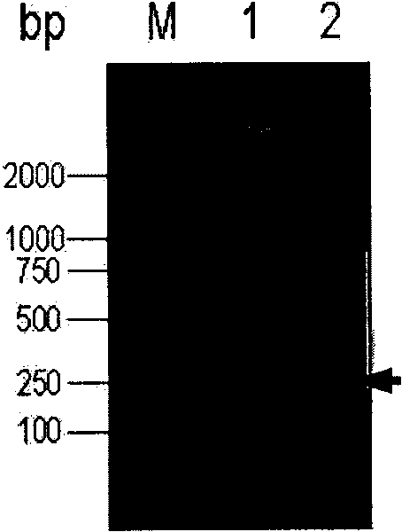 Apis cerana royal jelly antibacterial peptide AccRoyalisin gene and encoded polypeptide thereof and application thereof