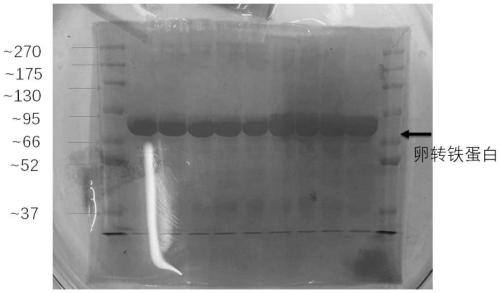 Method for extracting ovotransferrin from pigeon eggs