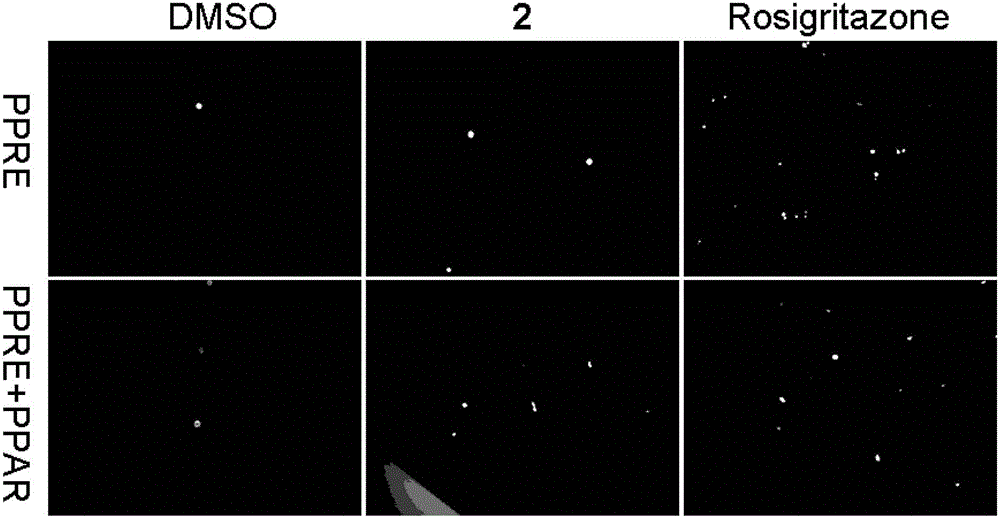 Triterpene compound and its preparation method and application