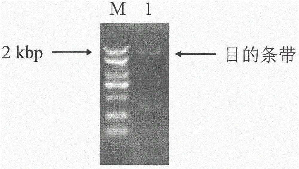 Trans-cinnamic acid-4-hydroxylase and coding gene and application thereof