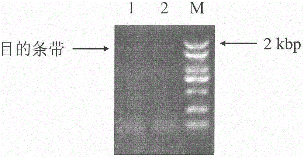 Trans-cinnamic acid-4-hydroxylase and coding gene and application thereof