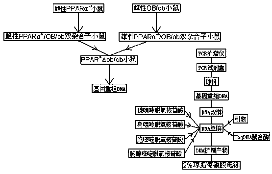 Construction and identification method of super-obese mice