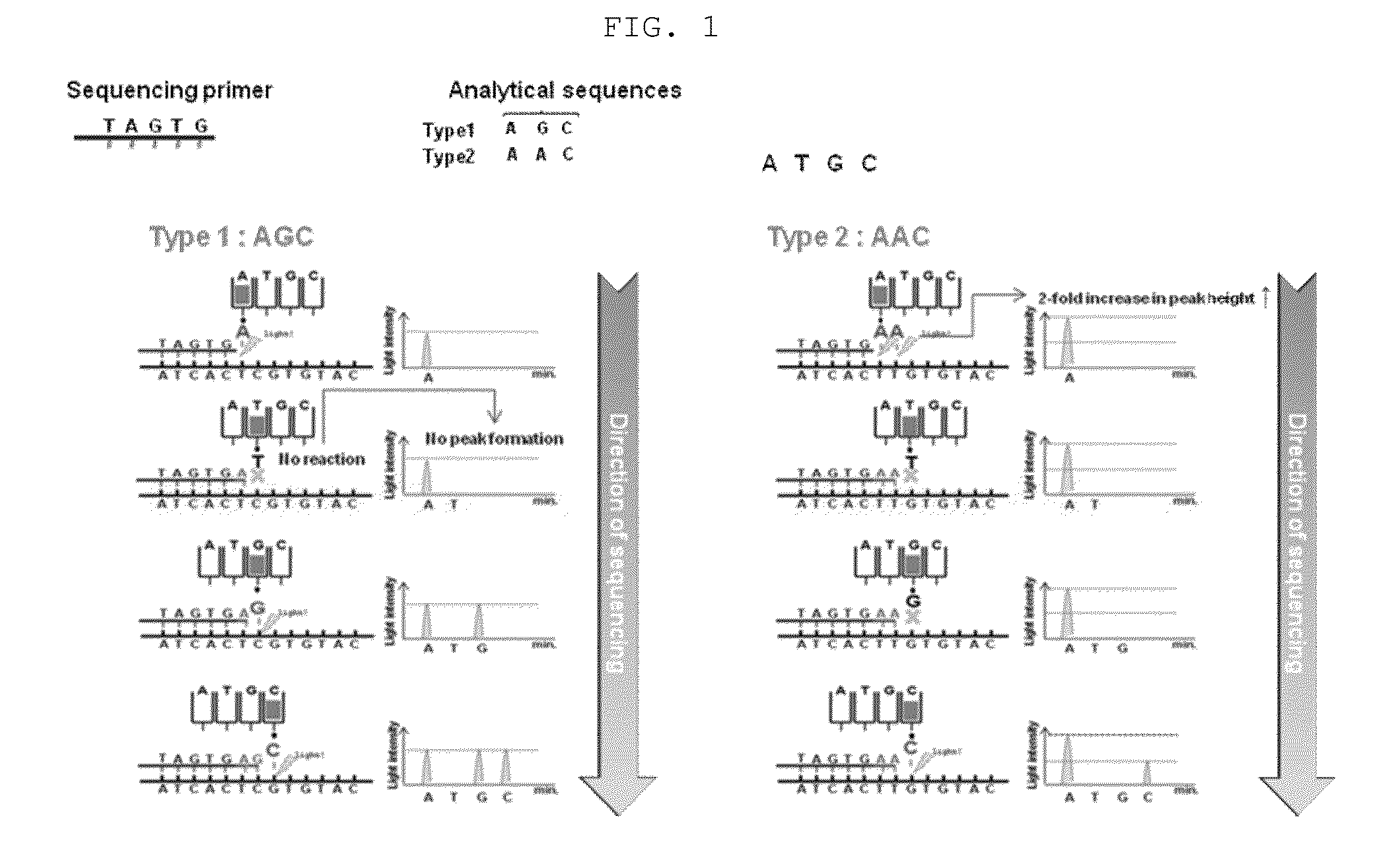 Genotyping method