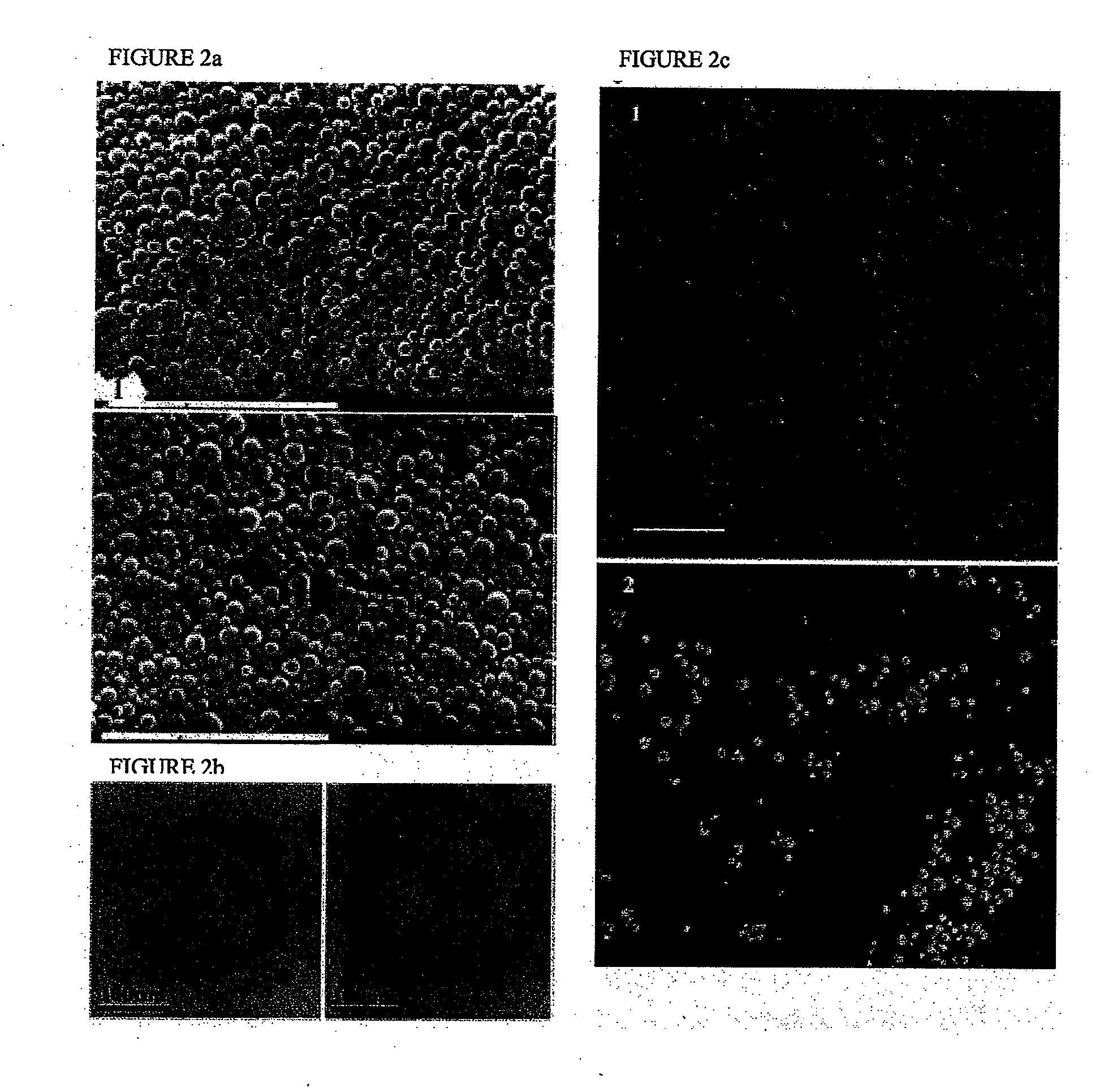 Nanoparticles containing plymeric nucleic acid homologs, pharmaceutical composition and articles of manufacture containing same and methods of use thereof