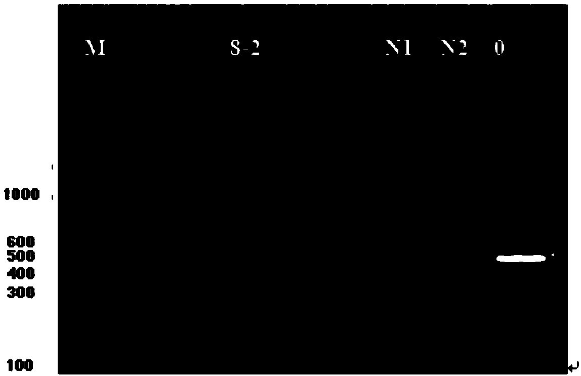 Seneca Valley virus (SVV)/CH/ZZ/2016