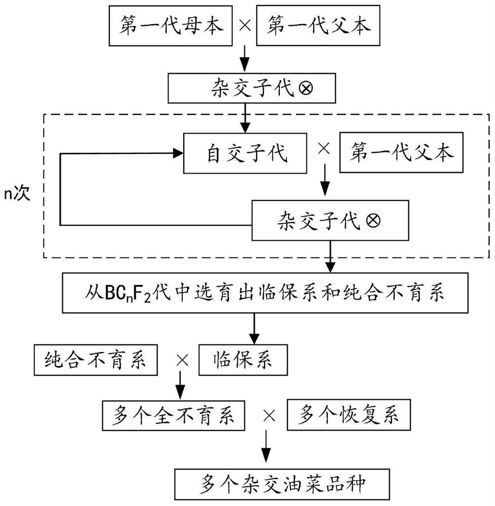 Hybrid rape breeding method suitable for mechanized production