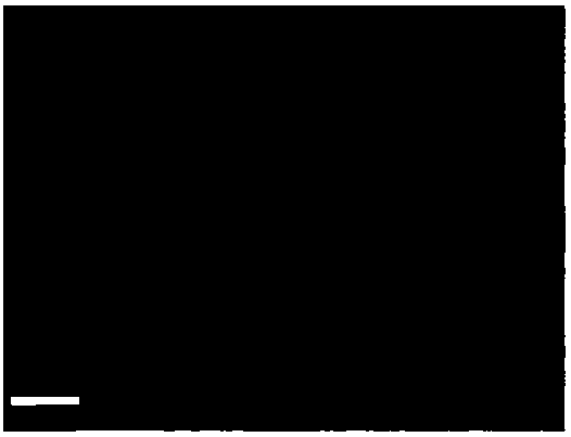 Preparation method for positive electrode material of lithium sulfur battery