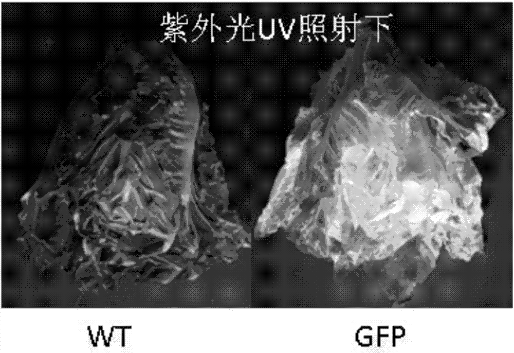 Application of lettuce as host in expressing protein and/or polypeptide