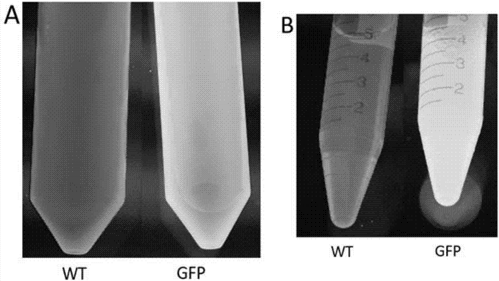 Application of lettuce as host in expressing protein and/or polypeptide