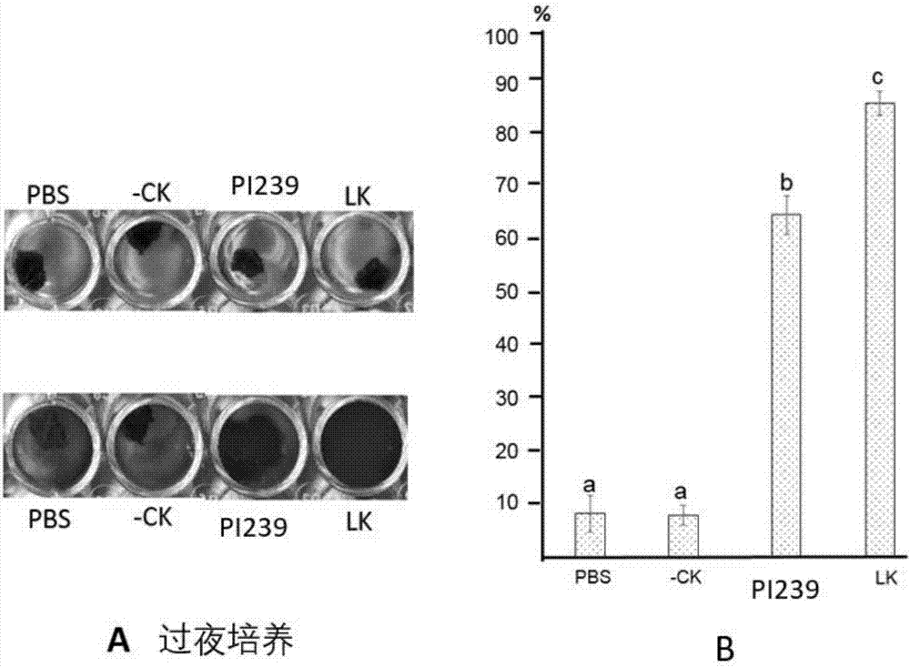 Application of lettuce as host in expressing protein and/or polypeptide