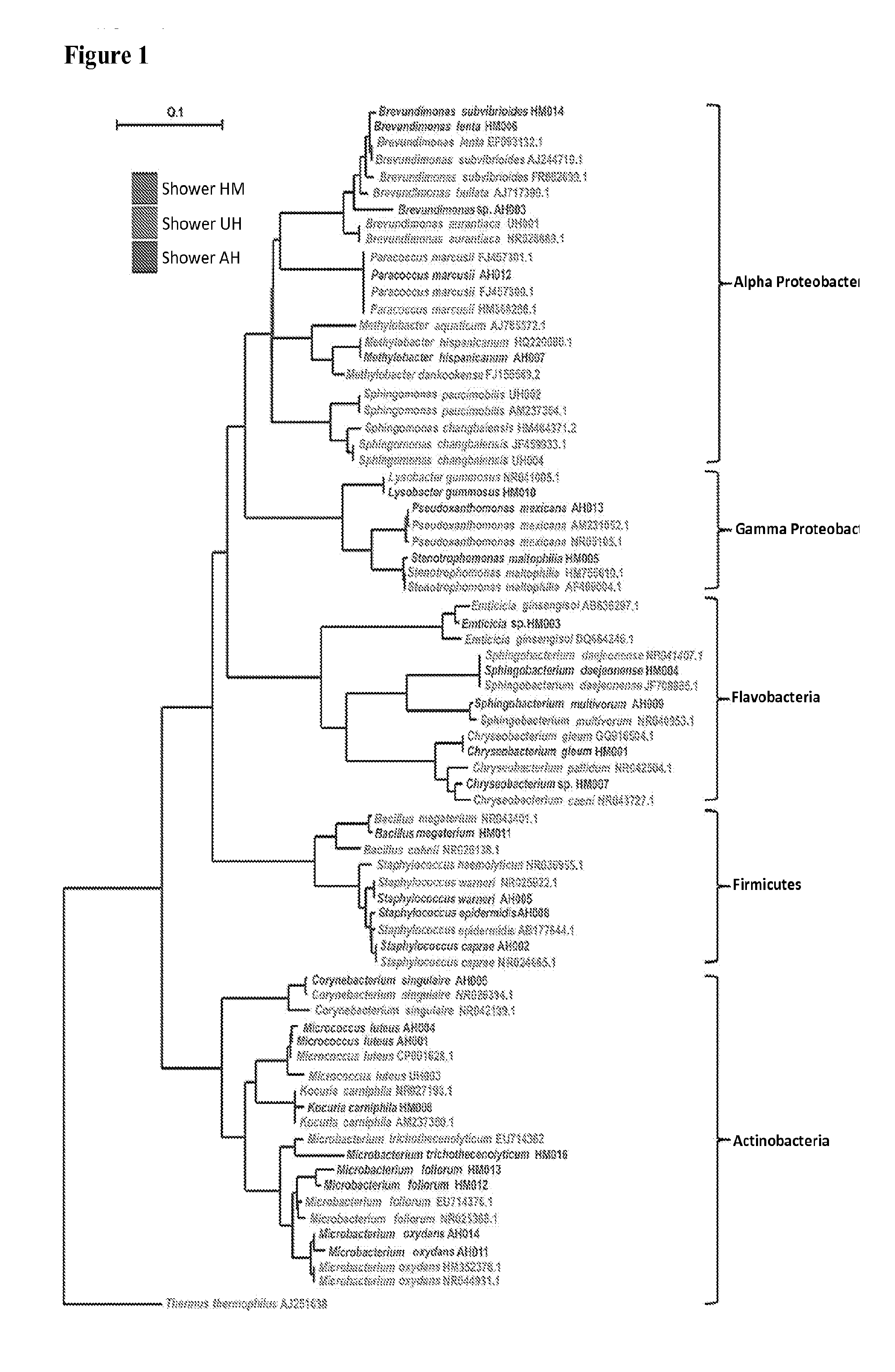 Compositions and method for treating neutralizing microorganisms