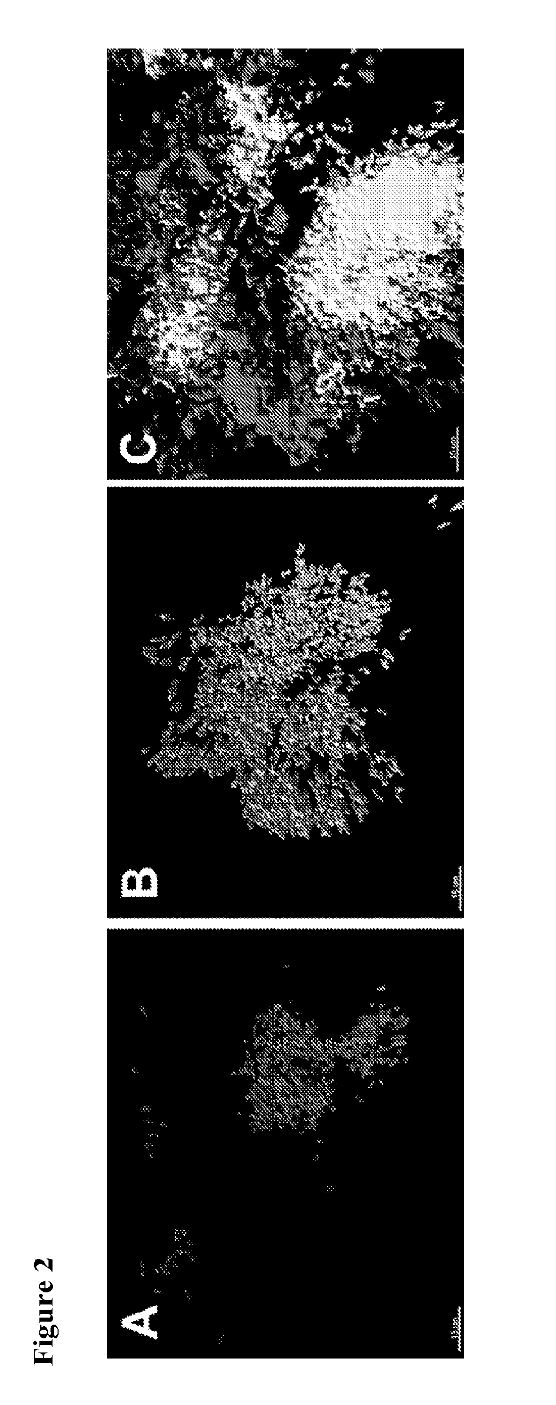 Compositions and method for treating neutralizing microorganisms