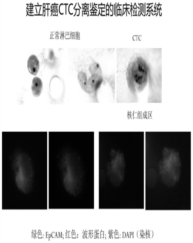 Novel circulating tumor cell identification technology