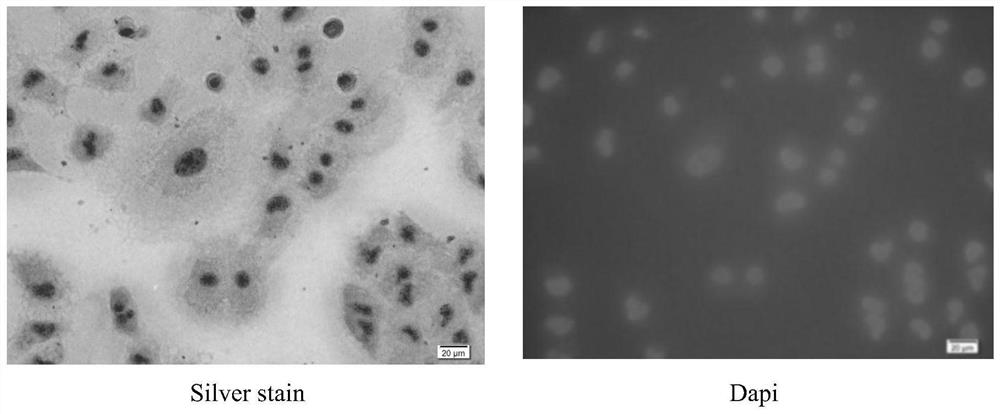 Novel circulating tumor cell identification technology