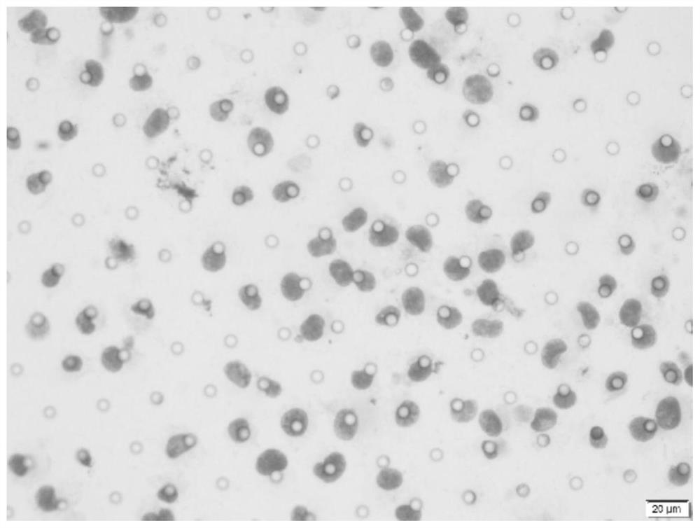 Novel circulating tumor cell identification technology