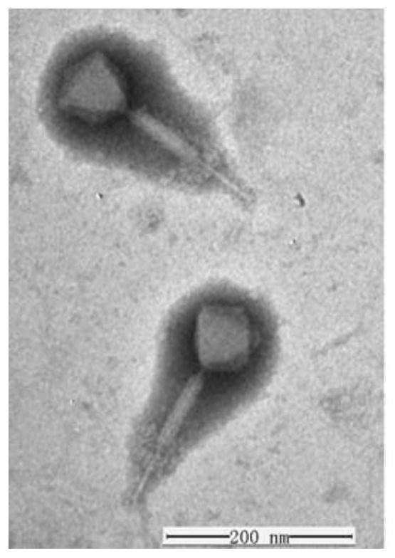 Staphylococcus aureus bacteriophage LSA2311 and application thereof