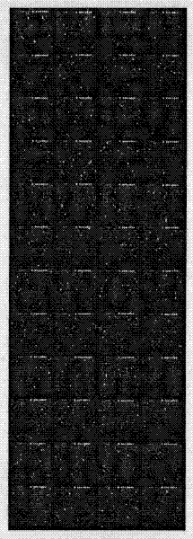 Method for detecting uranium pollution by taking arabidopsis oligonucleotide fragment as probe