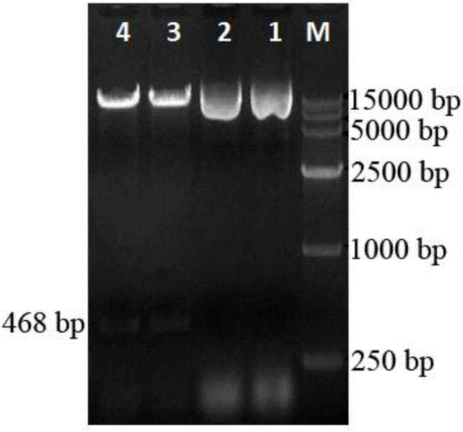 Halogeton glomeratus salt-tolerant gene HgS3 and applications thereof