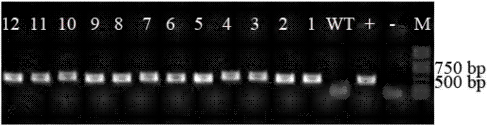 Halogeton glomeratus salt-tolerant gene HgS3 and applications thereof