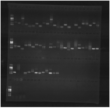 A molecular marker c7 resistant to Vibrio parahaemolyticus in portunus trituberculatus and its application