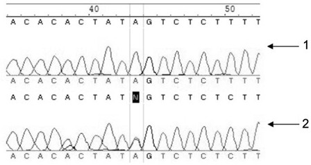 A molecular marker c7 resistant to Vibrio parahaemolyticus in portunus trituberculatus and its application