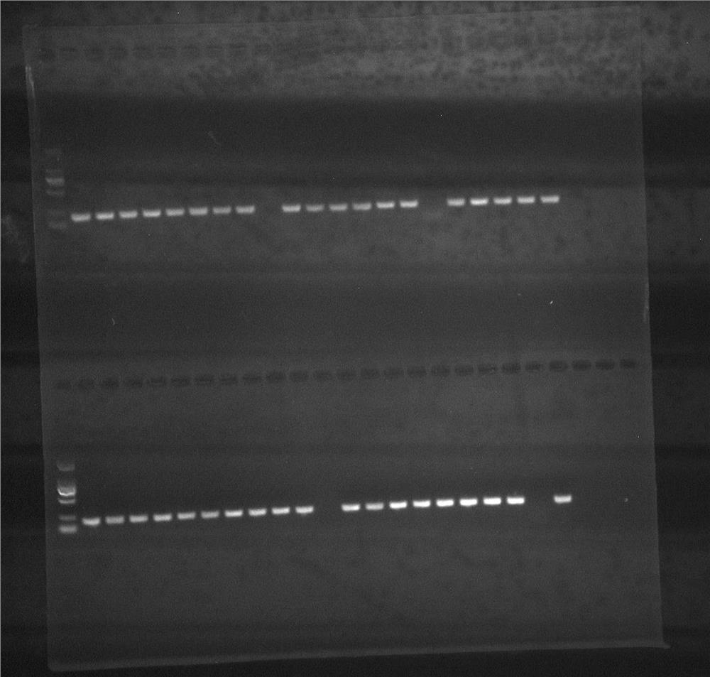 A molecular marker c7 resistant to Vibrio parahaemolyticus in portunus trituberculatus and its application