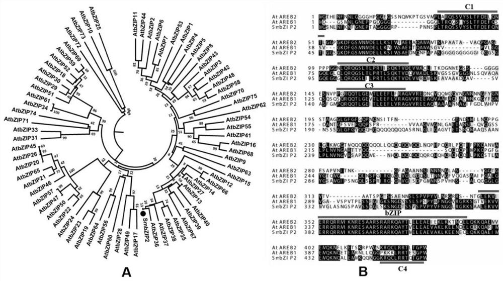 Application of SmbZIP2 gene in increasing content of salvianolic acid in salvia miltiorrhizae