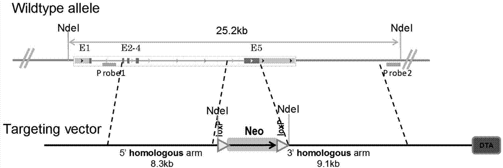 Method for preparing non-human mammal with iGb3S gene knockout and applications