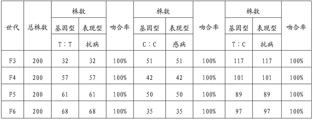 High-flux molecular marker for identifying tomato leaf mold resistance, and marking method and application thereof