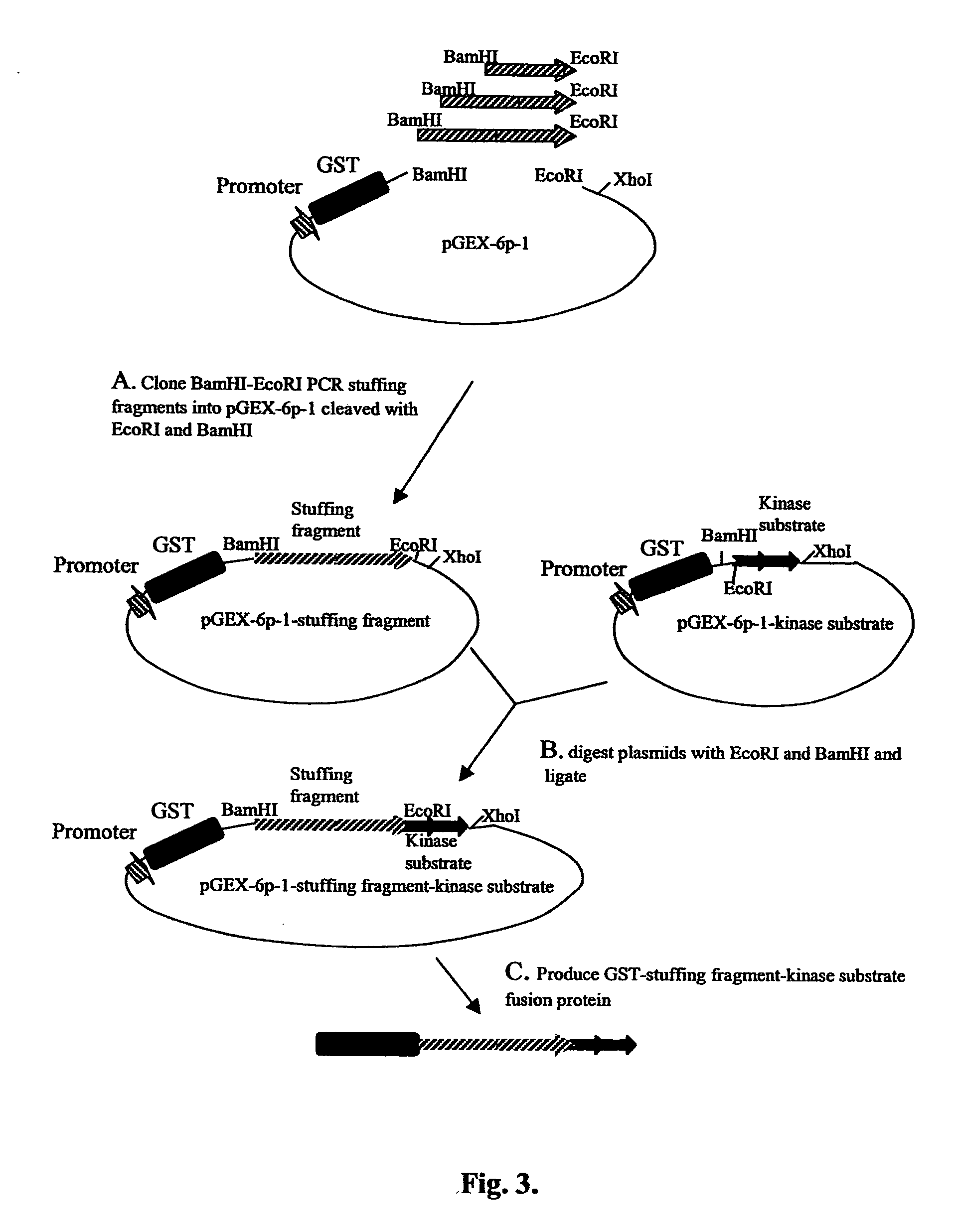 Protein kinase and phosphatase substrates and multiplex assays for identifying their activities