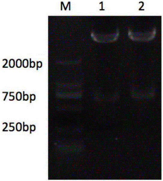 A bovine-derived anti-staphylococcus aureus eukaryotic expression single chain antibody, a preparing method thereof and uses of the antibody