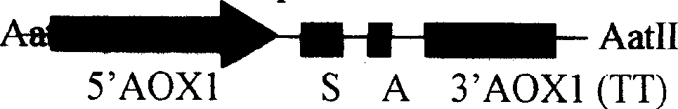 Secretory expression for human insulin gene in methyl alcohol yeast