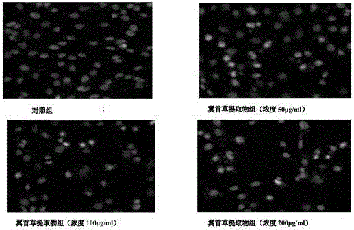 Pterocephalus hookeri heck n-butyl alcohol extract, as well as preparation method and application thereof