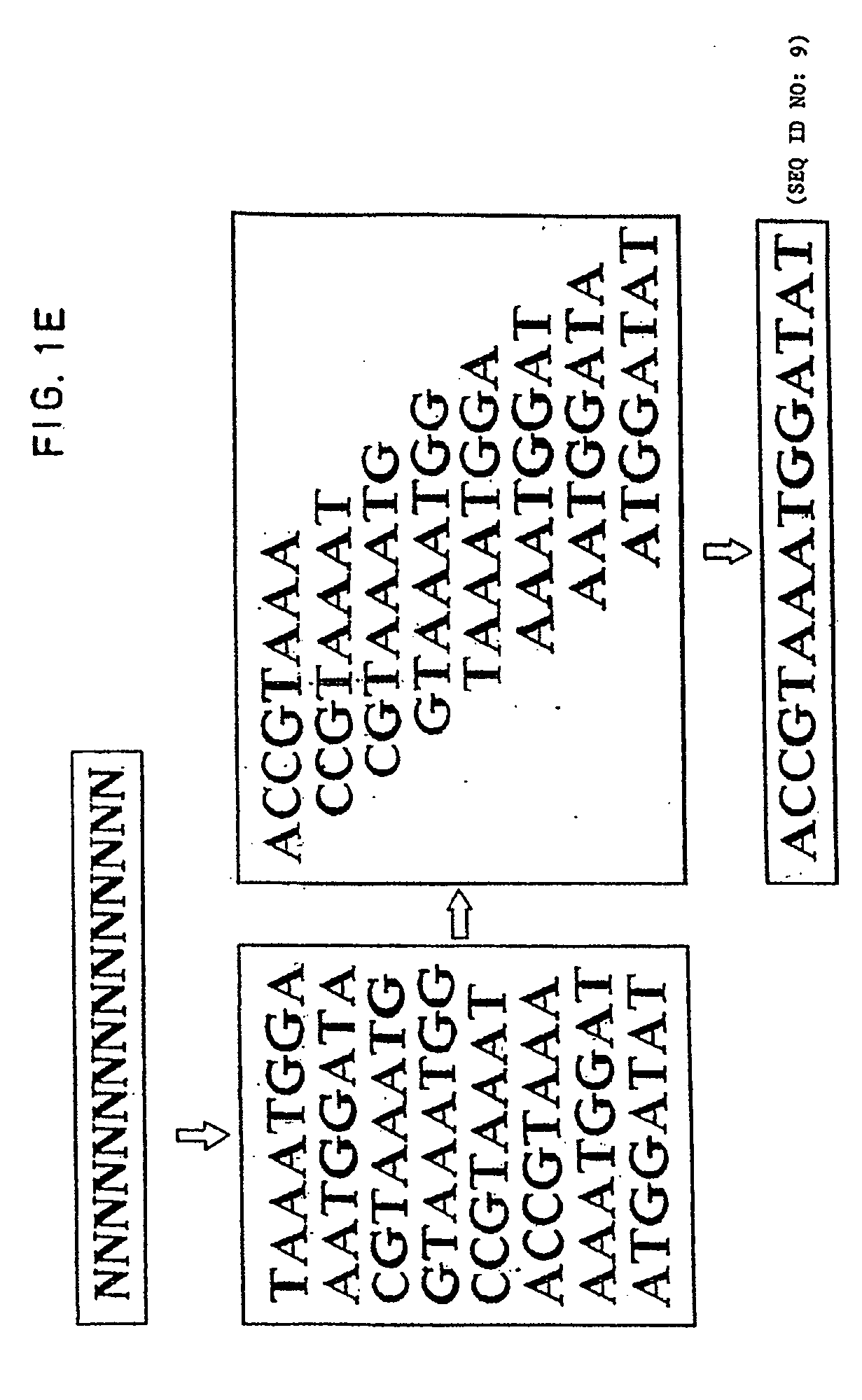 Method of sequencing by hybridization of oligonucleotide probes