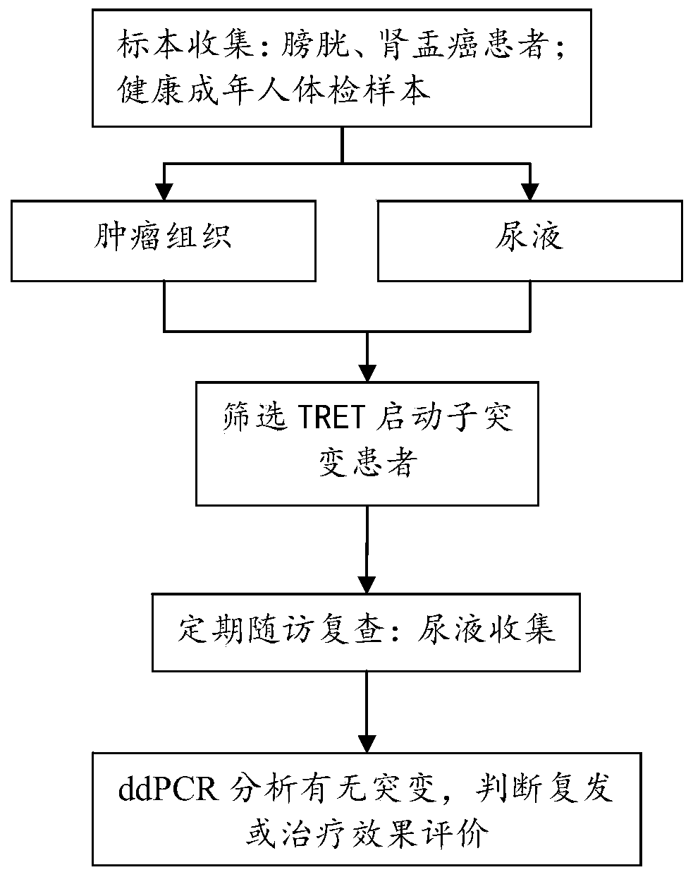 TERT mutation detection kit and application thereof in noninvasive tumor diagnosis