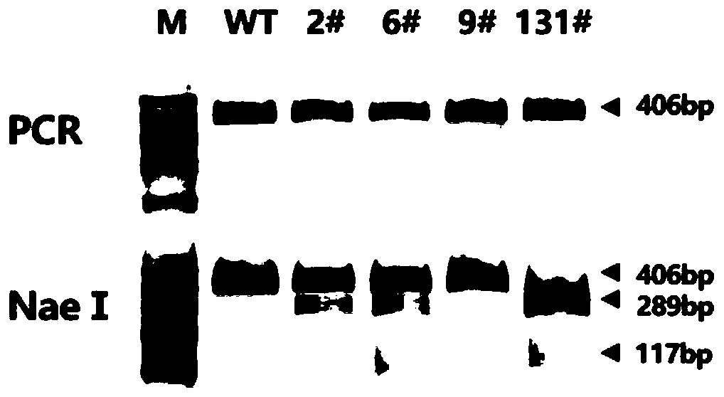 Composition, application, cell and gene-editing pig preparation method for modifying amino acid 561 of CD163 gene