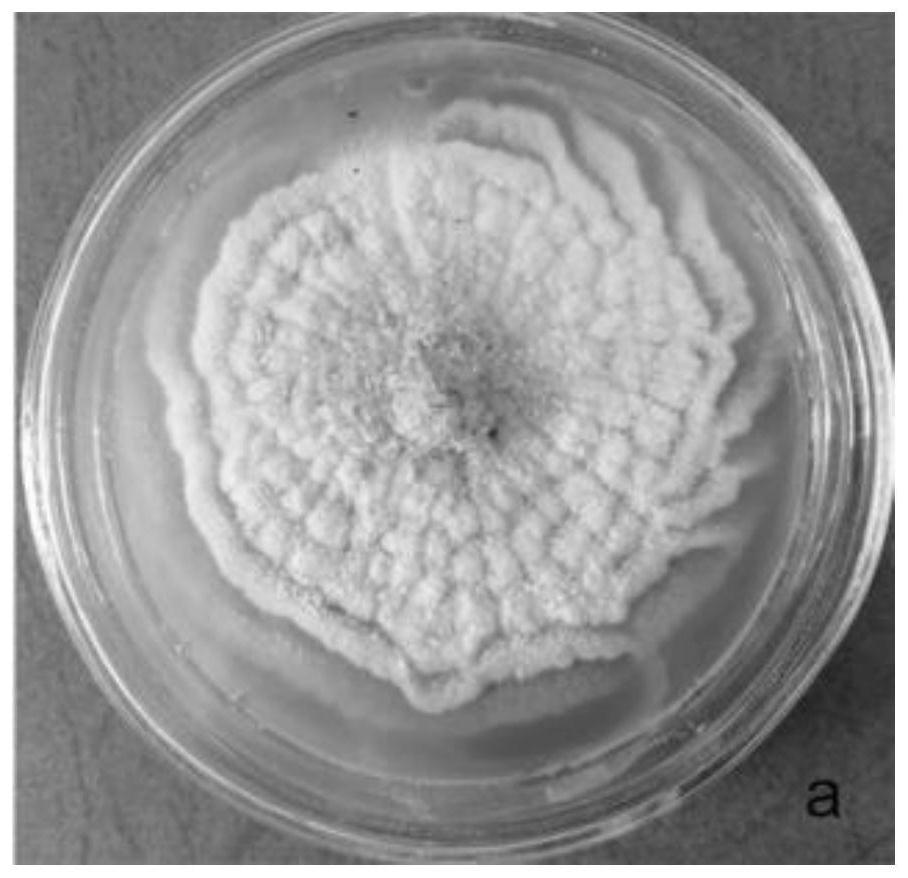 Acremonium persicae MR-47 and application thereof