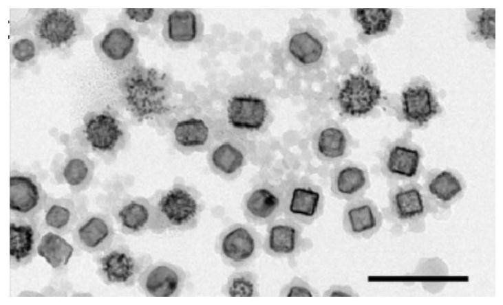 Preparation method of near-infrared response nanocage and application of near-infrared response nanocage in tumor immune combined therapy