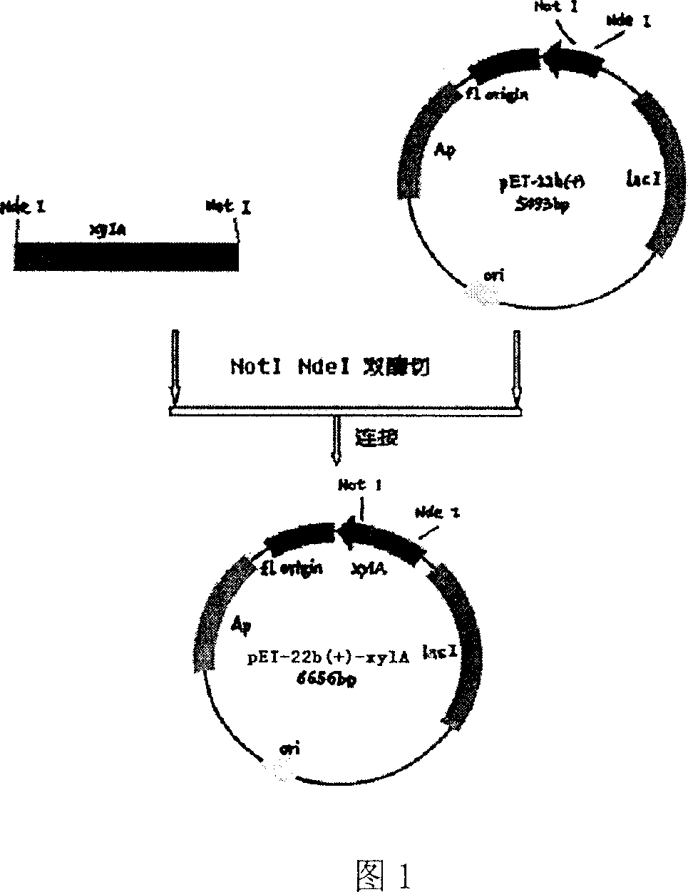 Mutant xylose isomerase and its gene and application