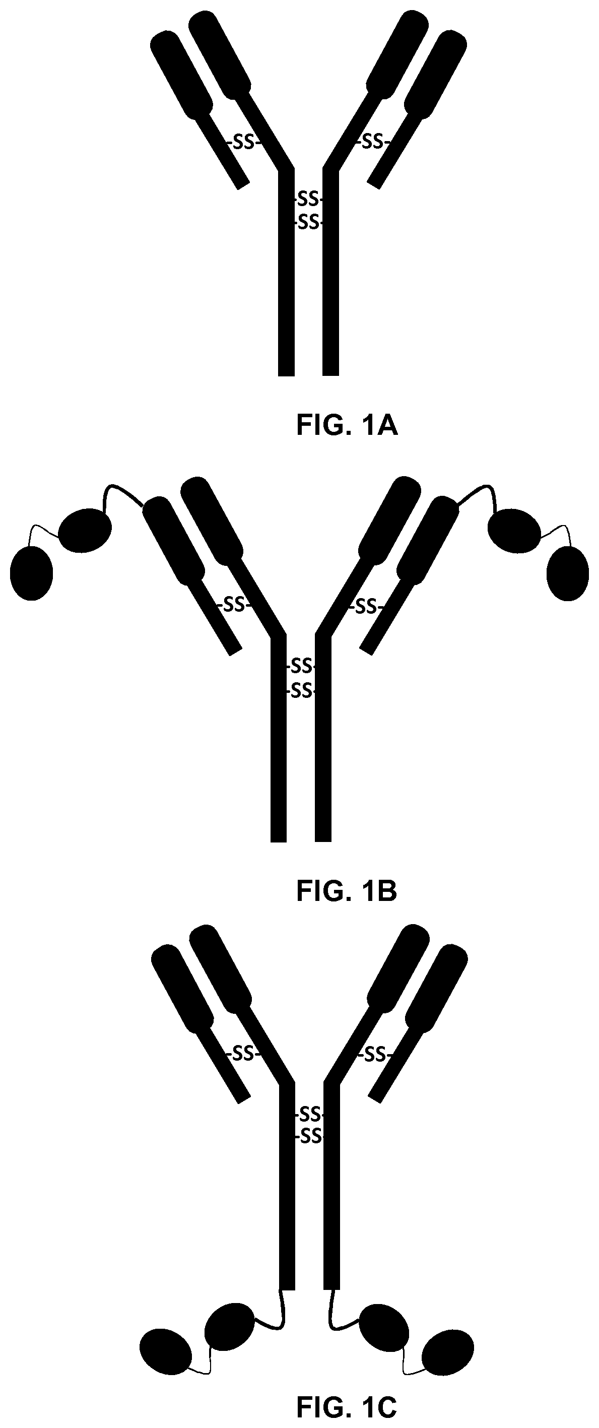 A recombinant protein comprising a double stranded RNA binding domain